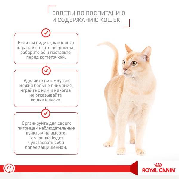 Вялость у кота: причины, как лечить, диагностика