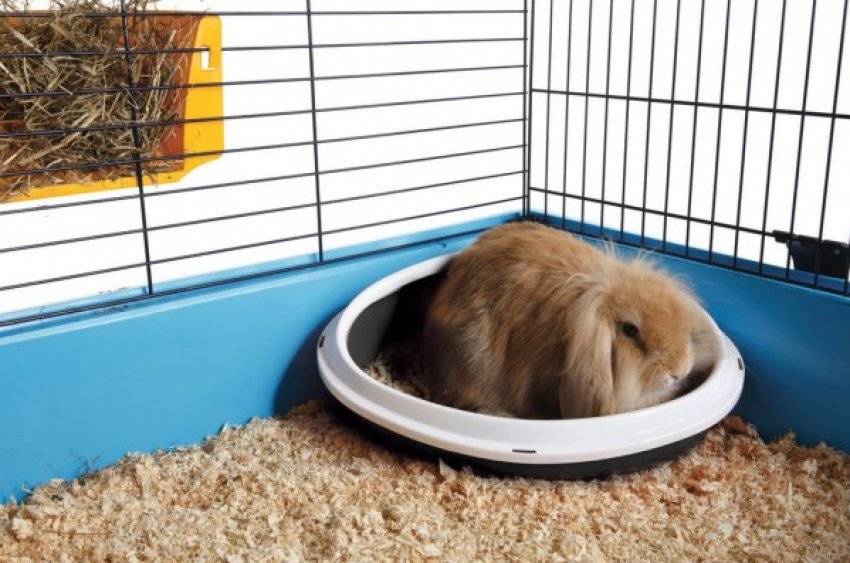 Как приучить кролика к лотку в квартире