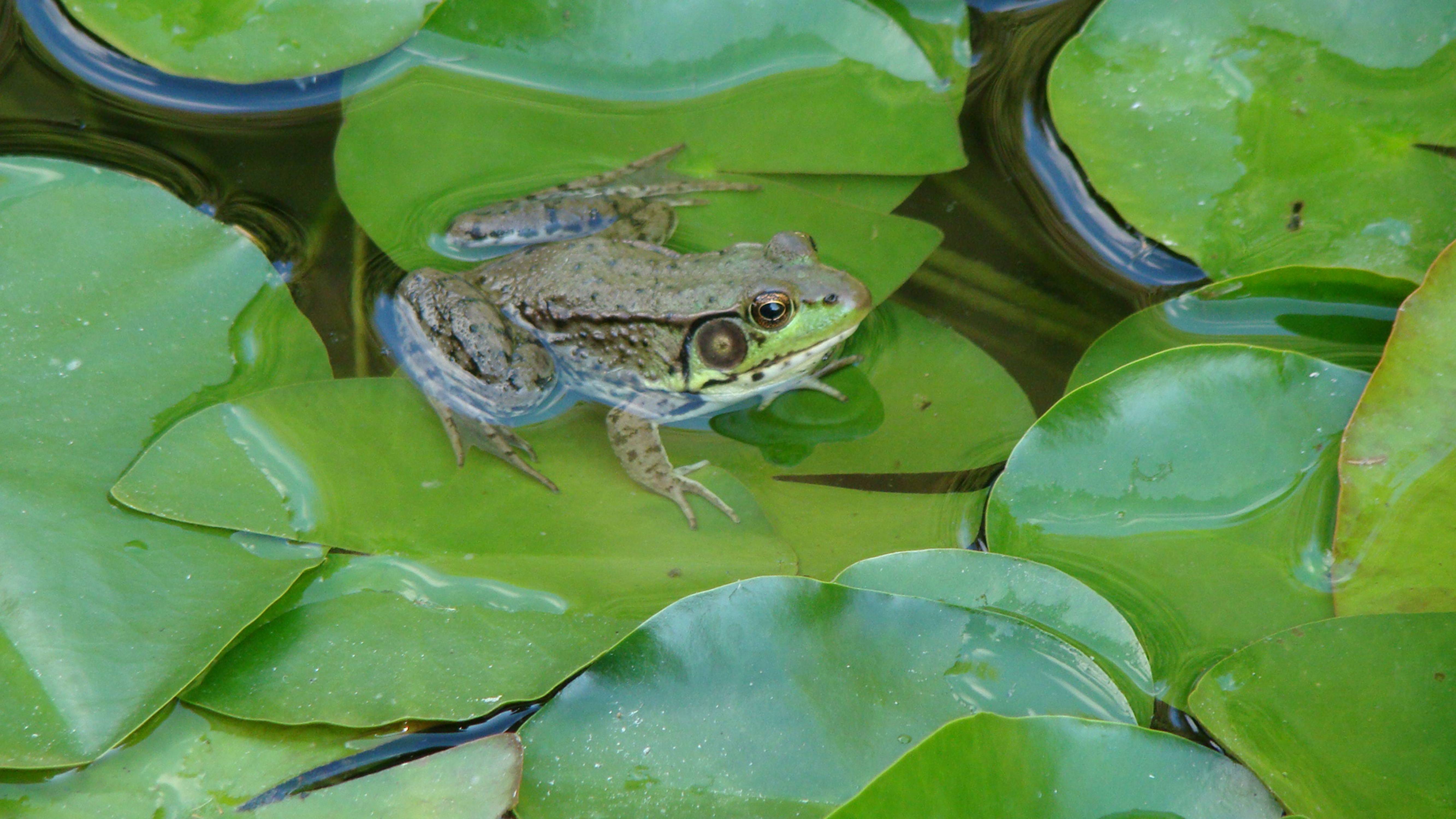 Зеленая жаба – фото и описание, красная книга, продолжительность жизни