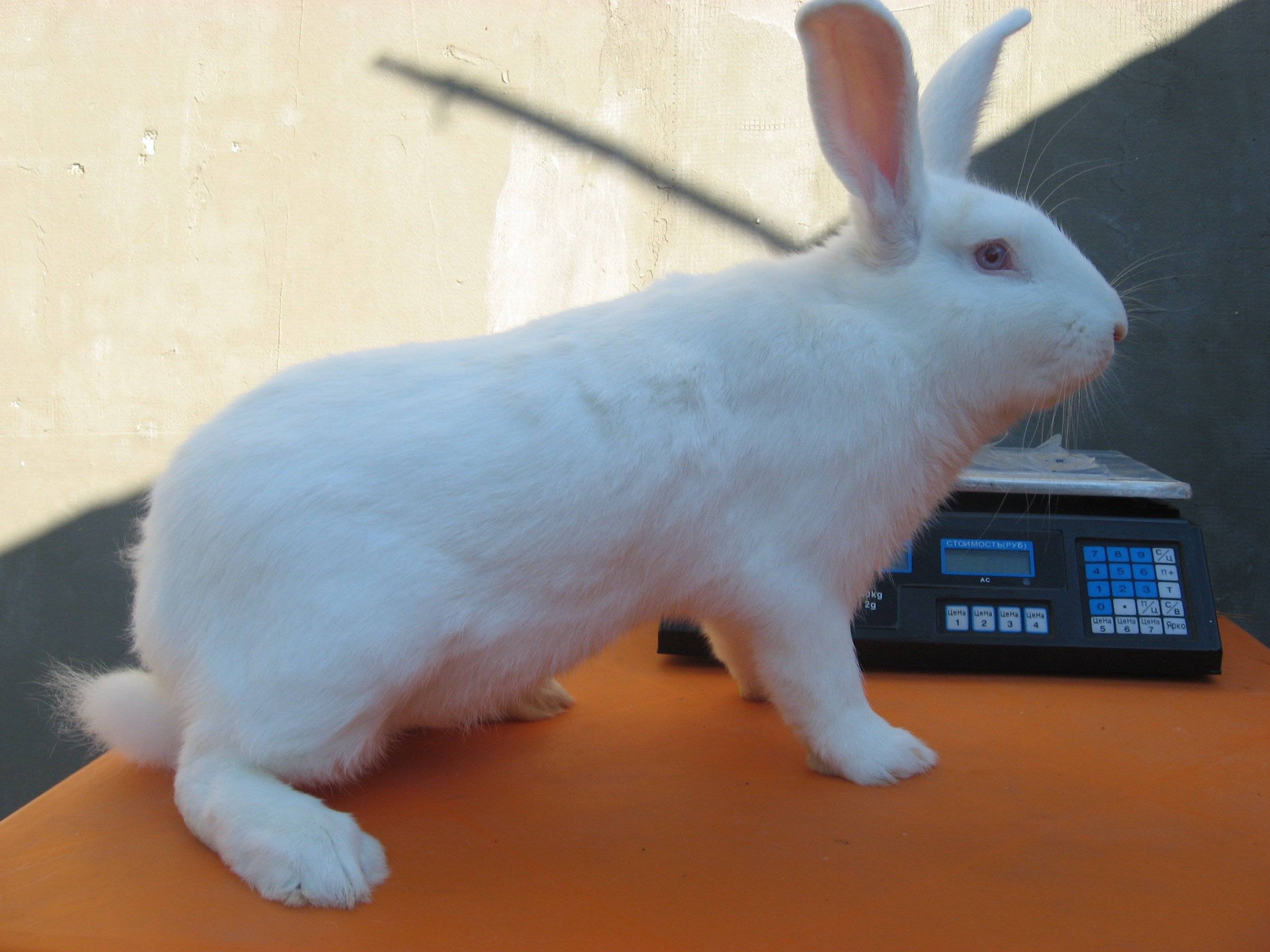 Особенности выращивания кролика белый паннон