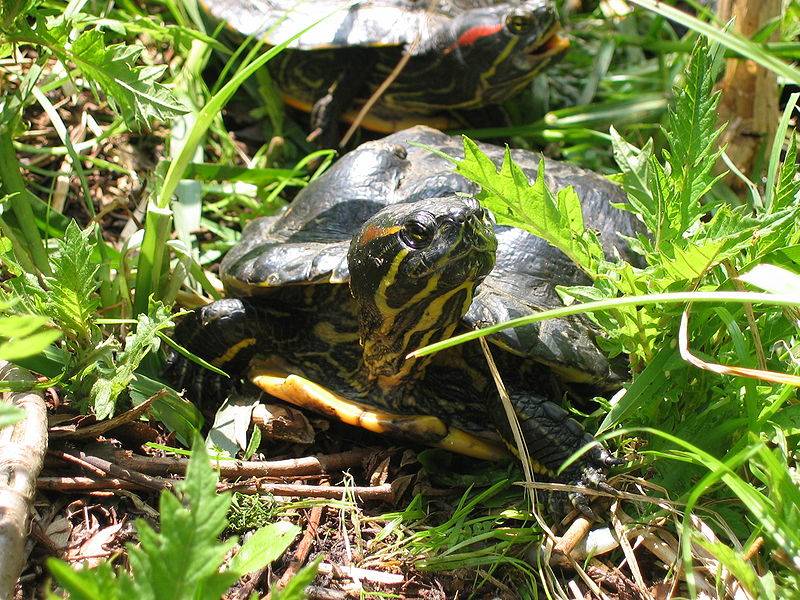 Красноухая черепаха: виды с фото и названиями, интересные факты, ареал, повадки