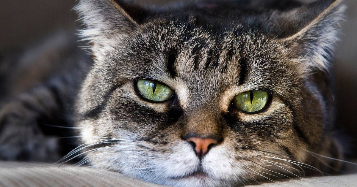 Почему большинство кошек откликается на кис-кис?