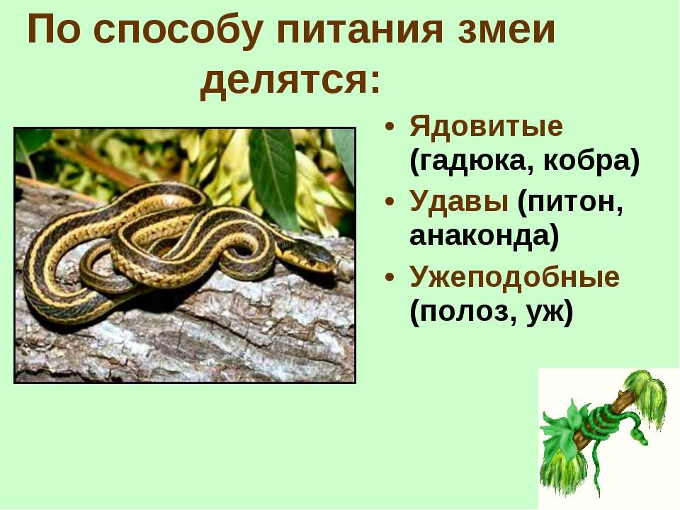 Змеи относятся к виду. Классификация змей. Змея класс отряд вид. Змеи представители. Неядовитые змеи названия.
