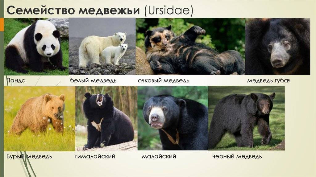 Виды медведей - фото, названия, описания, особенности