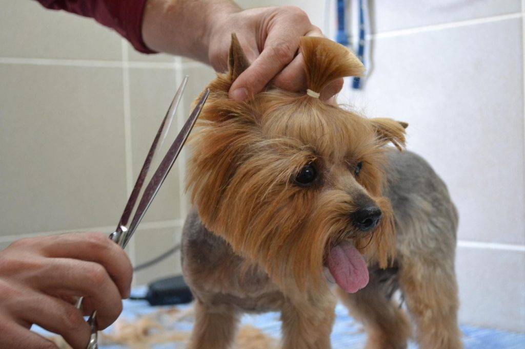 Как стричь собаку в домашних условиях - как часто и чем, какие породы нуждаются в процедуре
