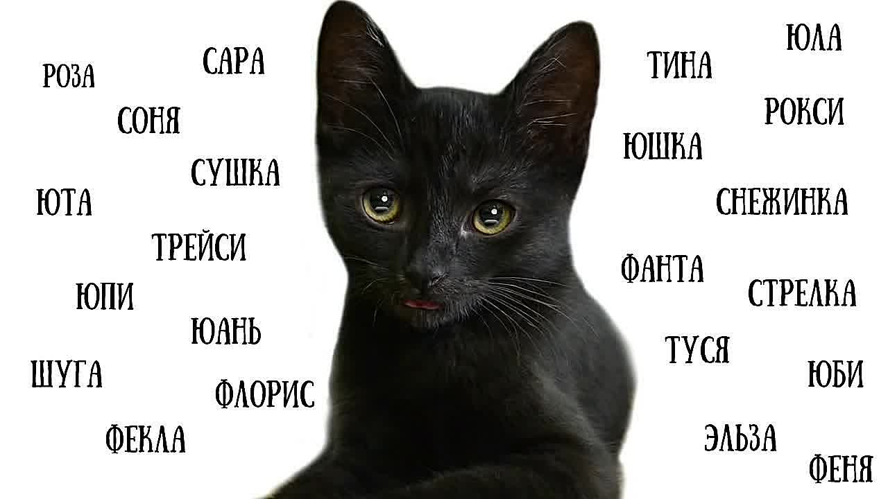 Как назвать чёрного котёнка мальчика или девочку: перечень популярных, красивых и прикольных кличек