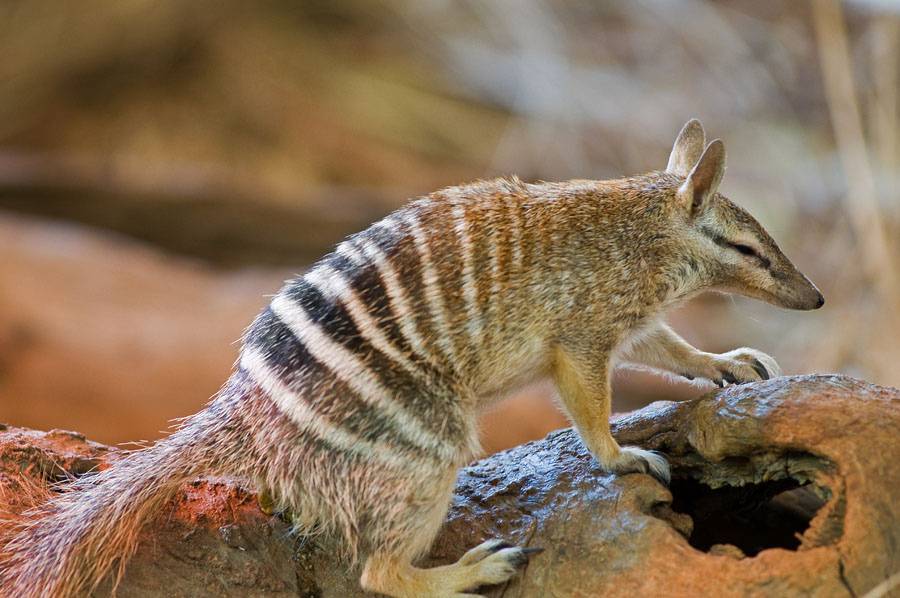 ᐉ сумчатые австралийские животные - список, описание с фото, среда обитания - zoovet24.ru