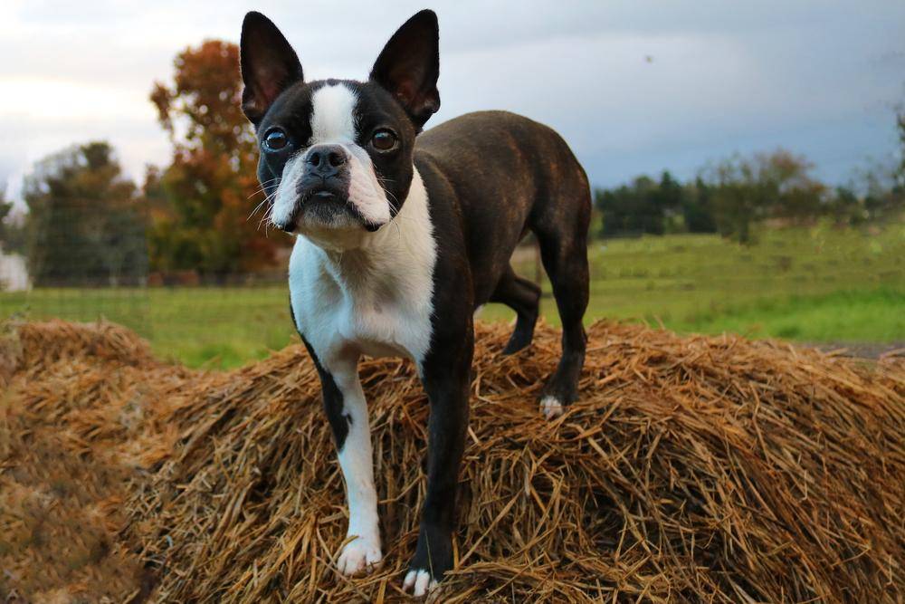 Собаки-долгожители – 5 удивительных фактов из книги рекордов гиннеса