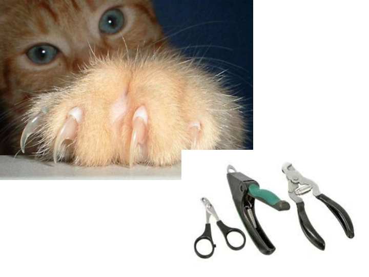 Как подстричь когти кошке и котенку правильно в домашних условиях