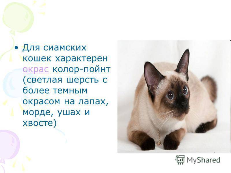 Сиамская кошка: описание породы, характеристики и уход