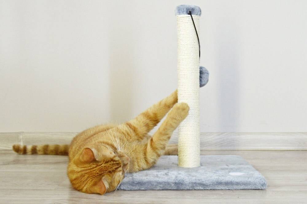 Как приучить кота к когтеточке: способы, размещение в интерьере