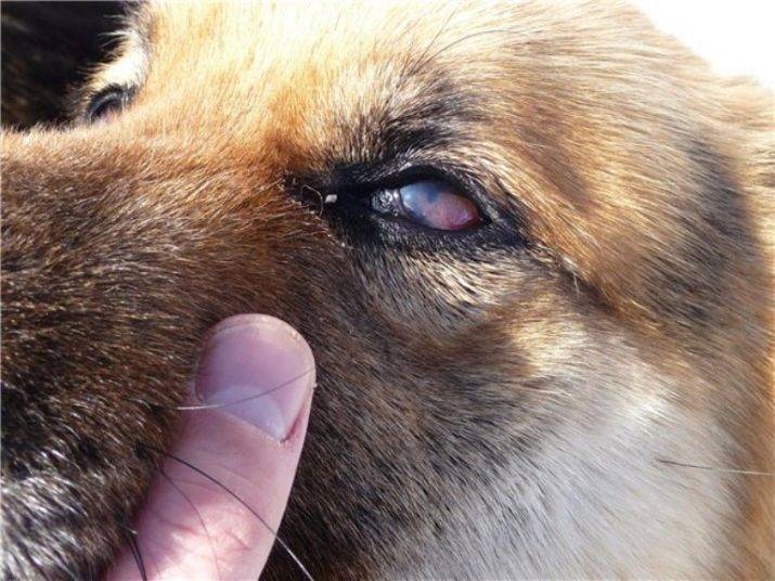 Почему слезятся глаза у собак: породы, склонные к слезотечению, профилактика