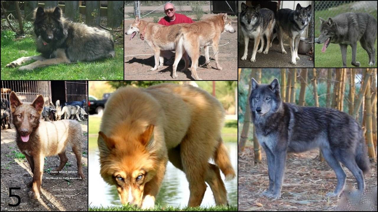 Список пород собак, похожих на волков.