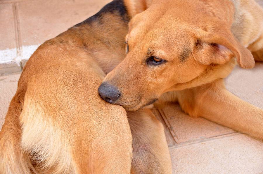 Почему собака грызет свой хвост до крови и крутится: причины и лечение | petguru