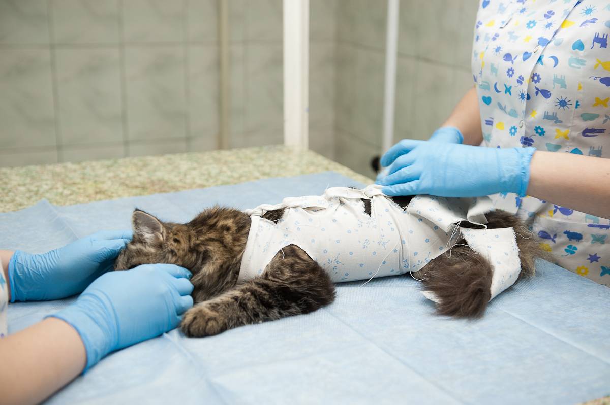 Как самостоятельно снять швы у кошки после стерилизации: пошаговая инструкция | звери дома