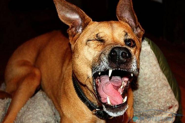 Почему собаки могут чихать и фыркать: что может значить, стоит ли волноваться