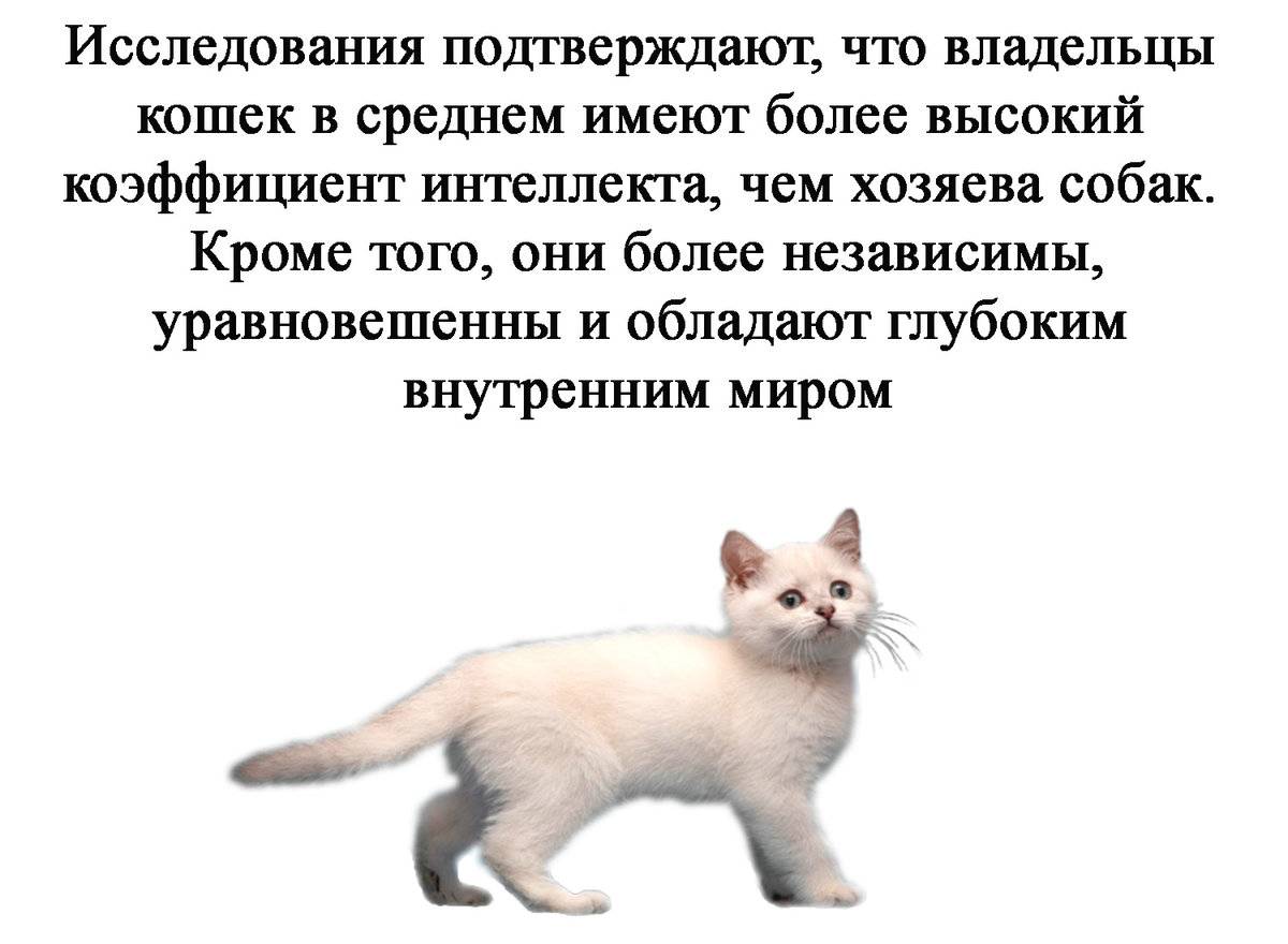 Как подружить двух кошек в доме и как долго они привыкают друг к другу?