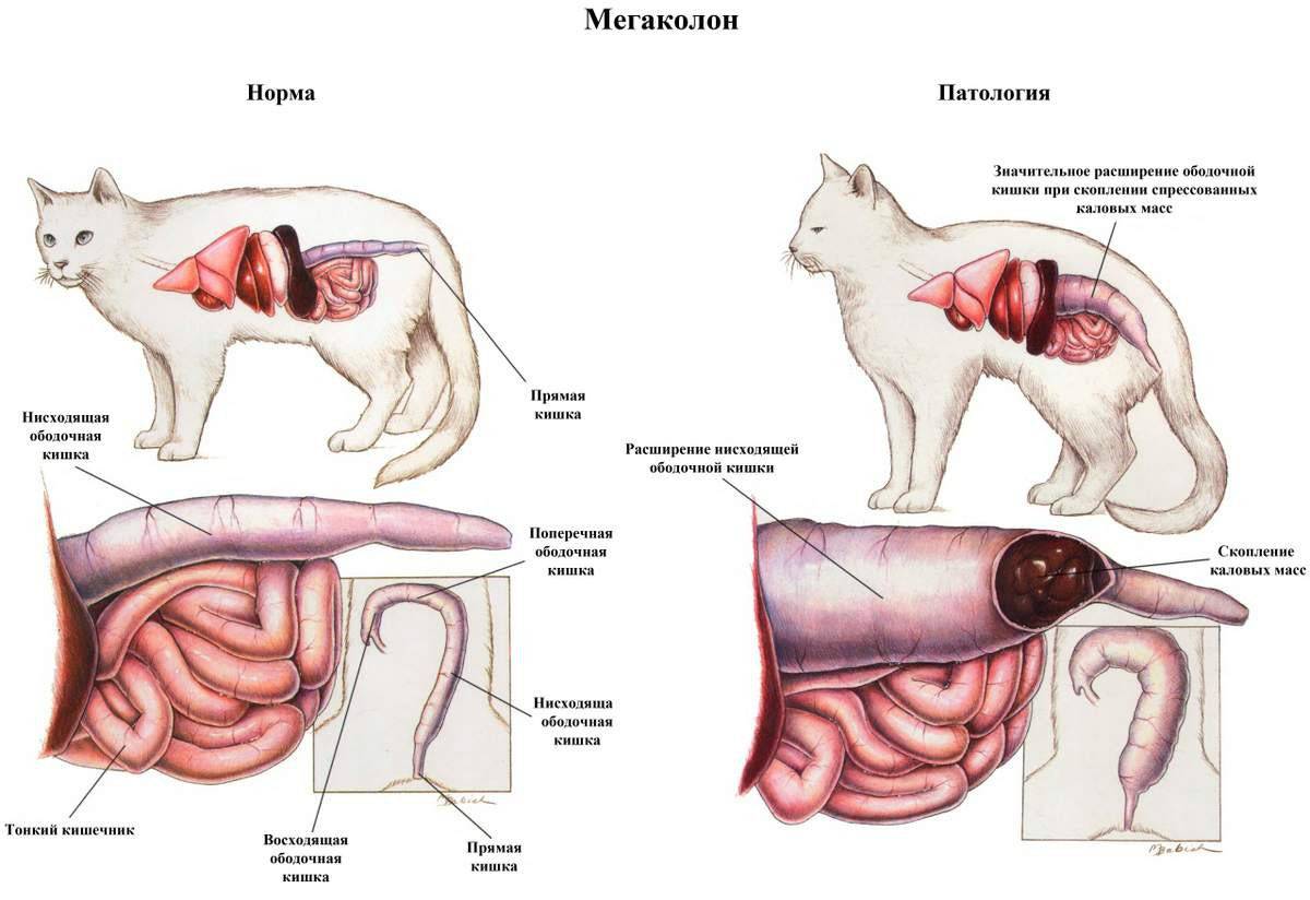 Симптомы и лечение непроходимости кишечника у котов