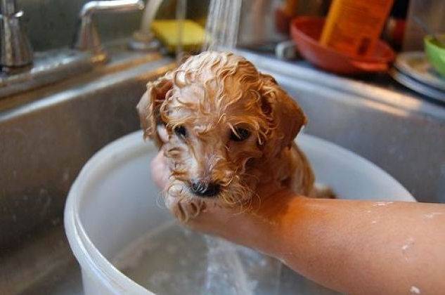 Дегтярное мыло поможет избавиться от блох у собаки | ваши питомцы