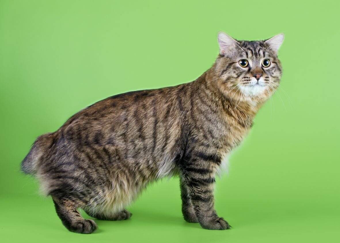 Бобтейл американский - 115 фото внешности и описание породы кошки