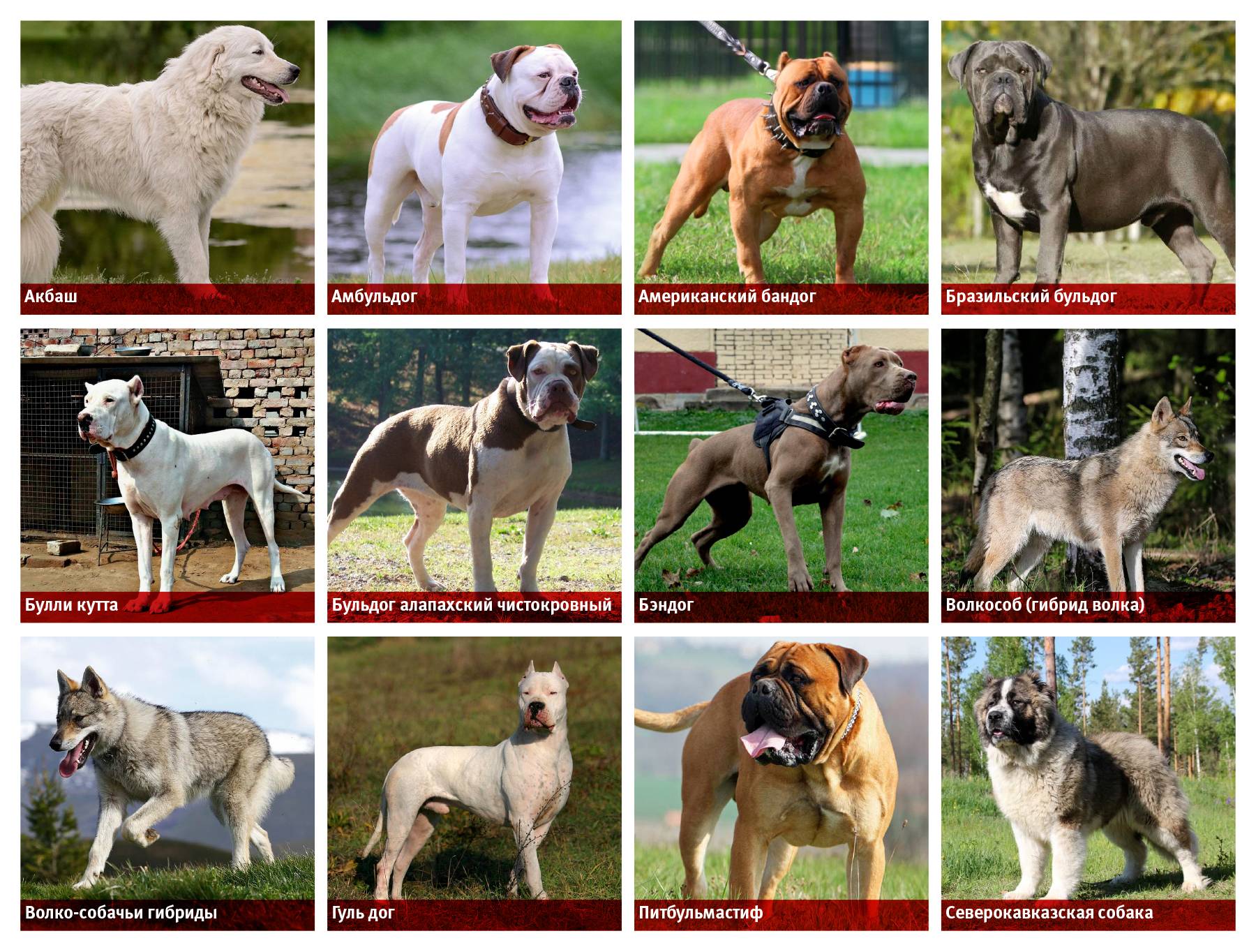 Самые популярные русские породы собак: список и описание пород