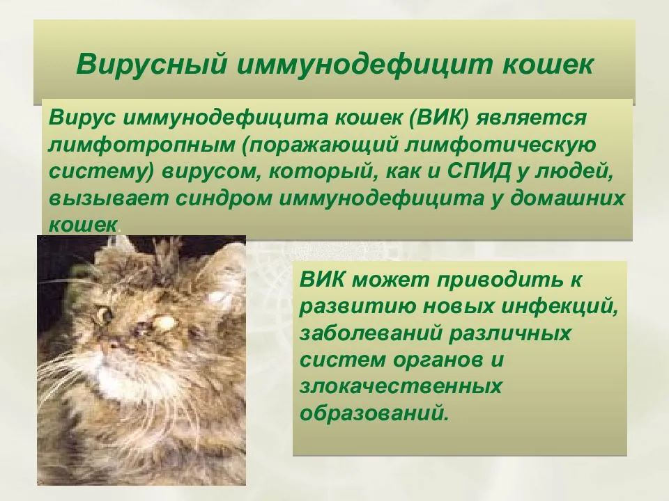 Злокачественные новообразования, индуцируемые вирусом лейкоза кошек