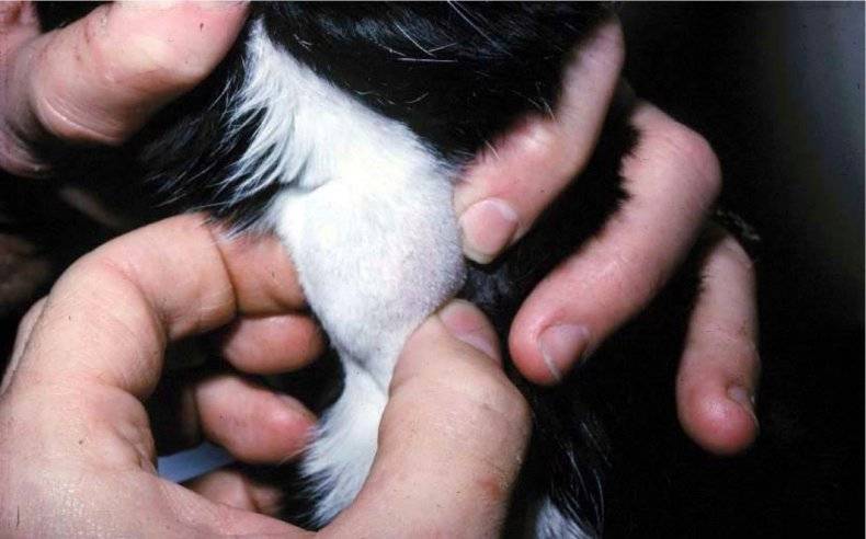 Опухоль молочной железы у кошек - операция у кошки по удалению молочных желез (мастэктомия)