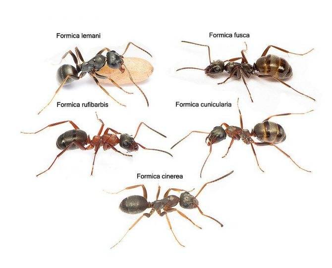 Как выглядит матка домашнего муравья: жизненный цикл и фото