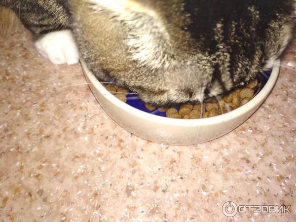 Пена у кошки изо рта: список основных причин и первая помощь питомцу