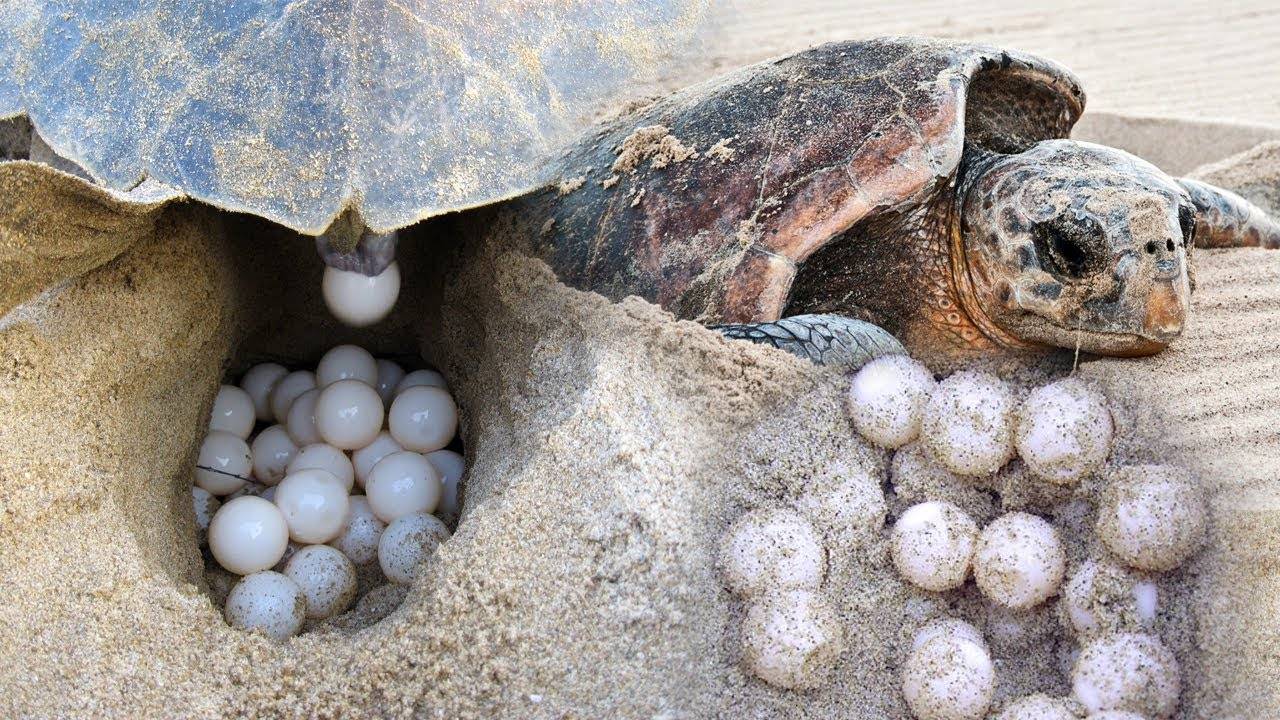 Красноухая черепаха (105 фото) - описание, где обитает, размер, вес, чем питается, уход в домашних условиях