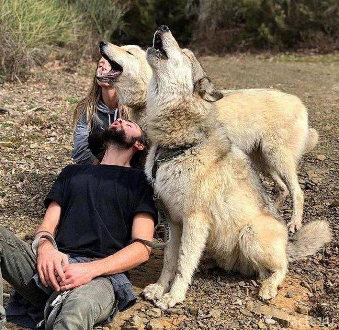 Волкособ (фото): удивительная квинтэссенция волка и собаки