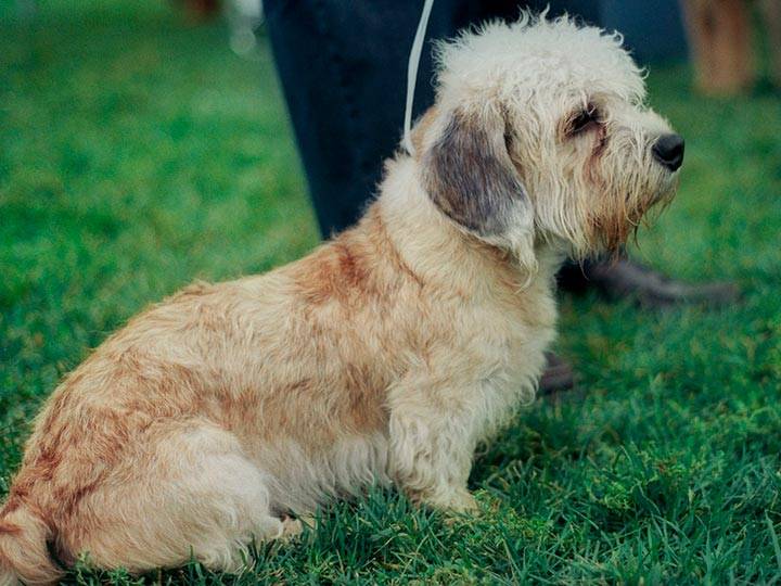 Описание породы собак денди-динмонт-терьер: характер, уход, предназначение