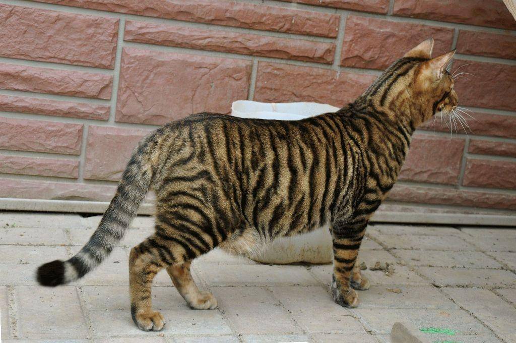 Кошка породы тойгер: выведение, описание типового окраса и характера, питание и уход за мини-тигрятами