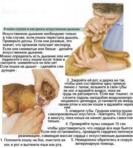 Судороги у кошки: причины, симптомы и лечебный массаж