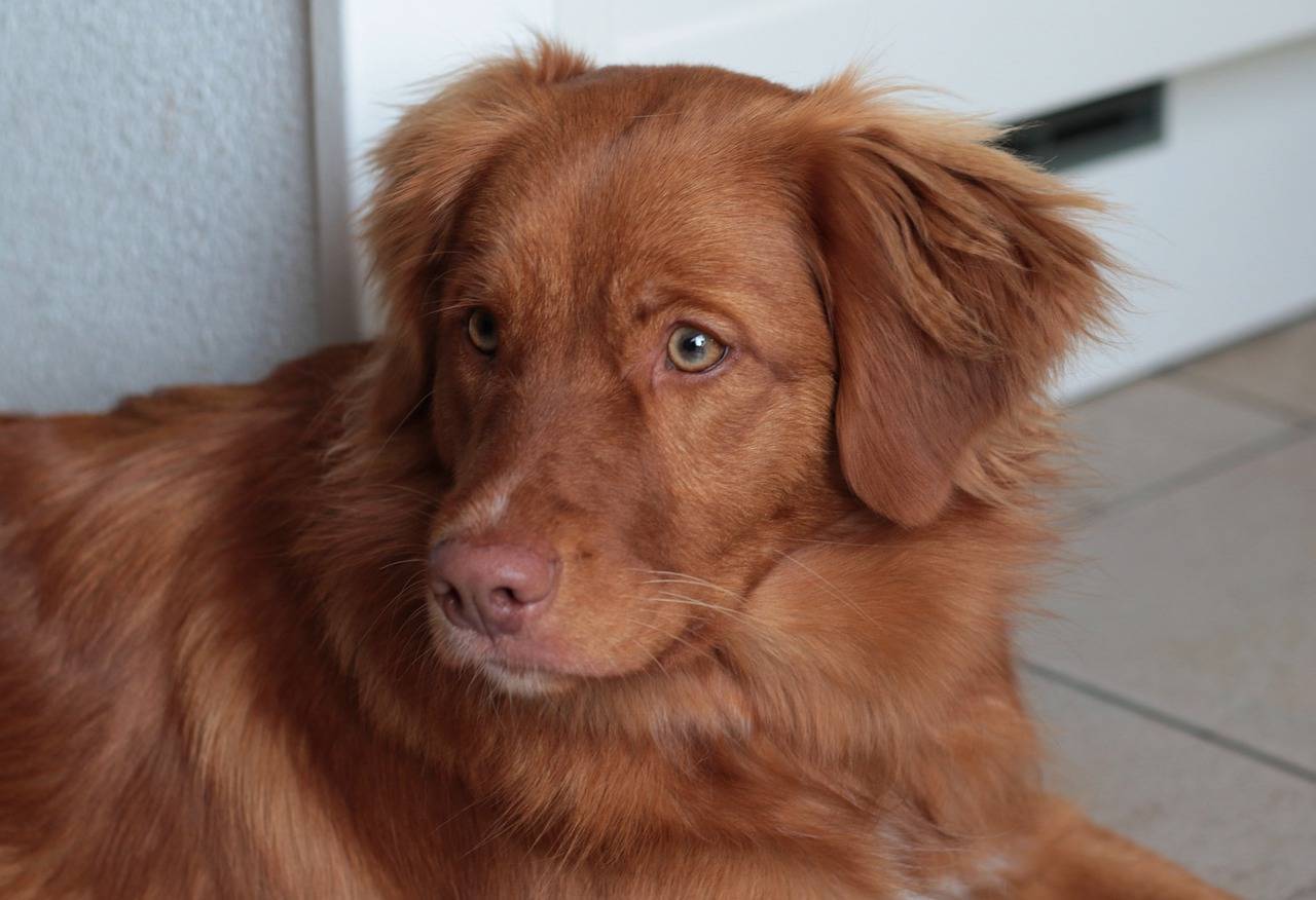 Новошотландский ретривер (толлер): описание породы собаки, фото, характер, уход и содержание, щенки