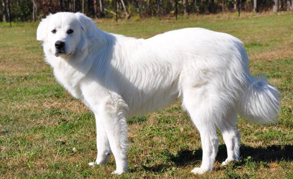 Белые породы собак: фото с названиями и описаниями | «дай лапу»