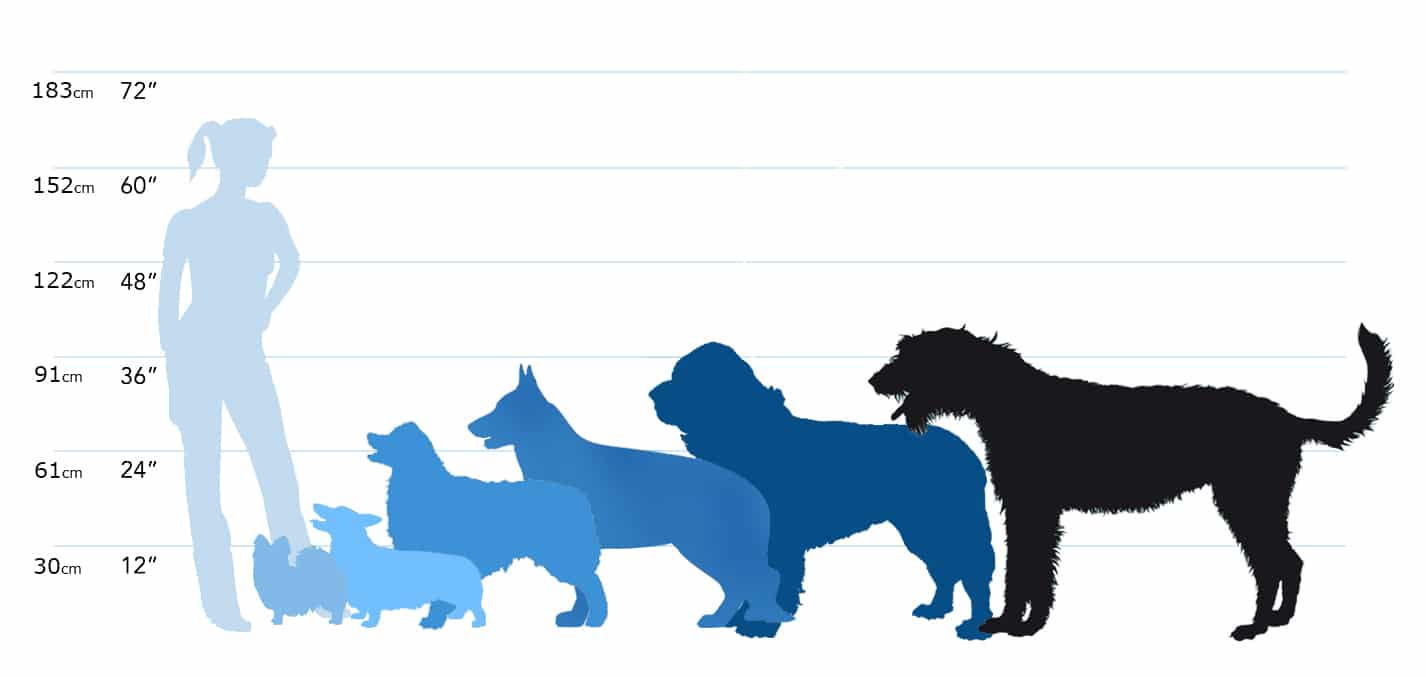 Самые маленькие породы собак в мире - pet-mir.ru