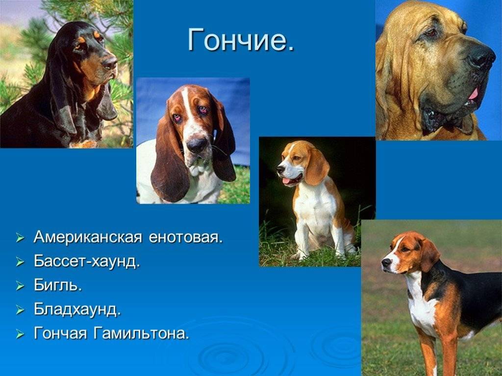 Собака бладхаунд — характеристика породы и особенности содержания