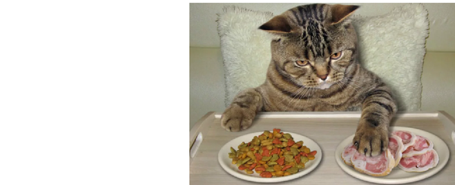 Кошка отказывается от еды: что делать, причины, симптомы
