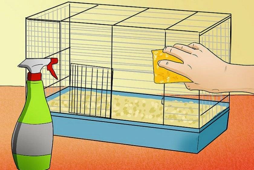 Мыть и в клетке будет чисто. часто ли нужно чистить клетку хомяка и как это правильно делать? как мыть клетку попугая