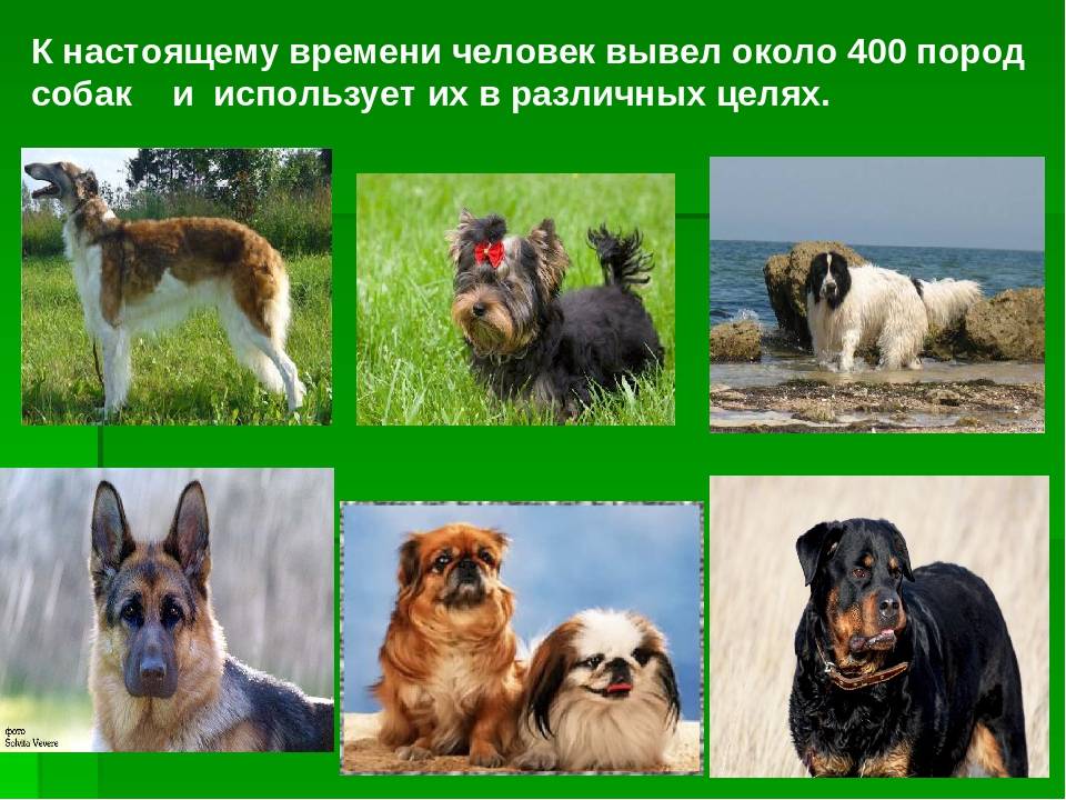 Отечественные породы собак — гордость российской кинологии. описание и фото — ботаничка