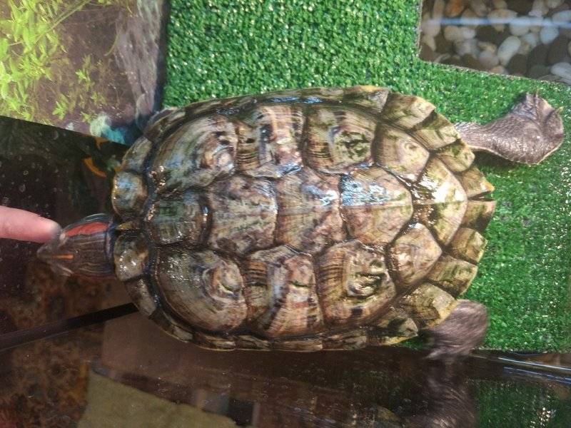 Статьи что делать, если у черепахи начал отслаиваться панцирь