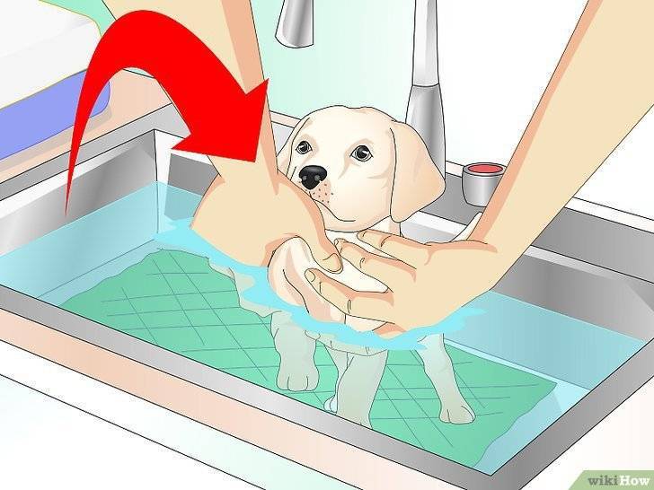 Как мыть собаку или щенка: насколько часто можно купать, организация купания в зависимости от условий содержания и породы, видео