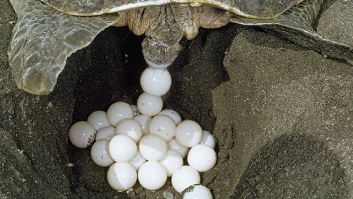 Размножение морских и сухопутных черепах в домашних условиях и в дикой природе