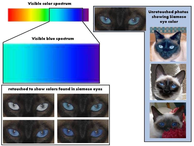 Как видят кошки наш мир, а также особенности глаз и зрения с фото
