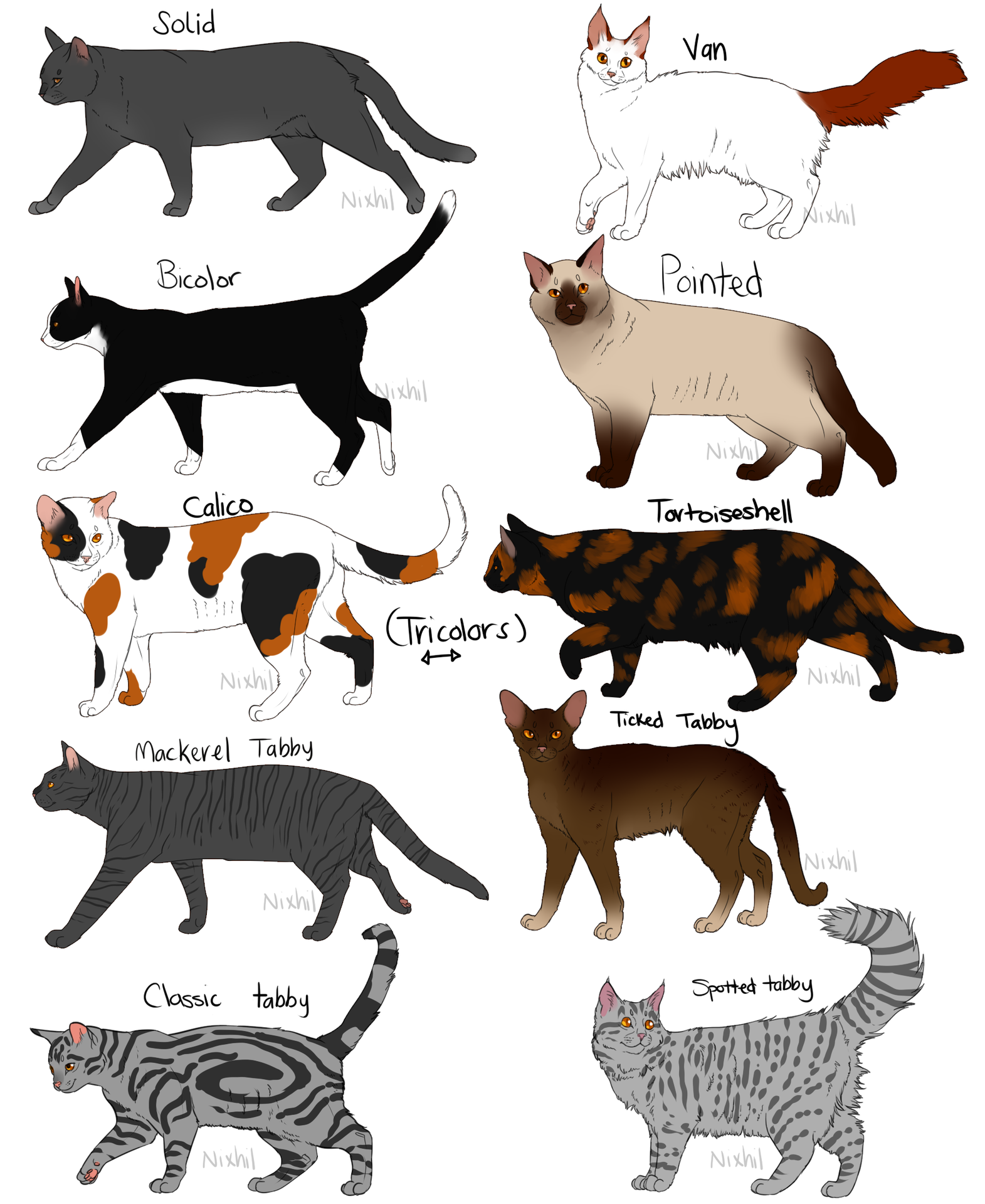 Редкие окрасы британских кошек - фото окрасов кошек