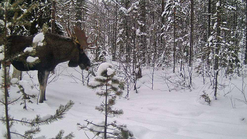 Зимние тяготы самого большого лесного зверя - зима - info.sibnet.ru