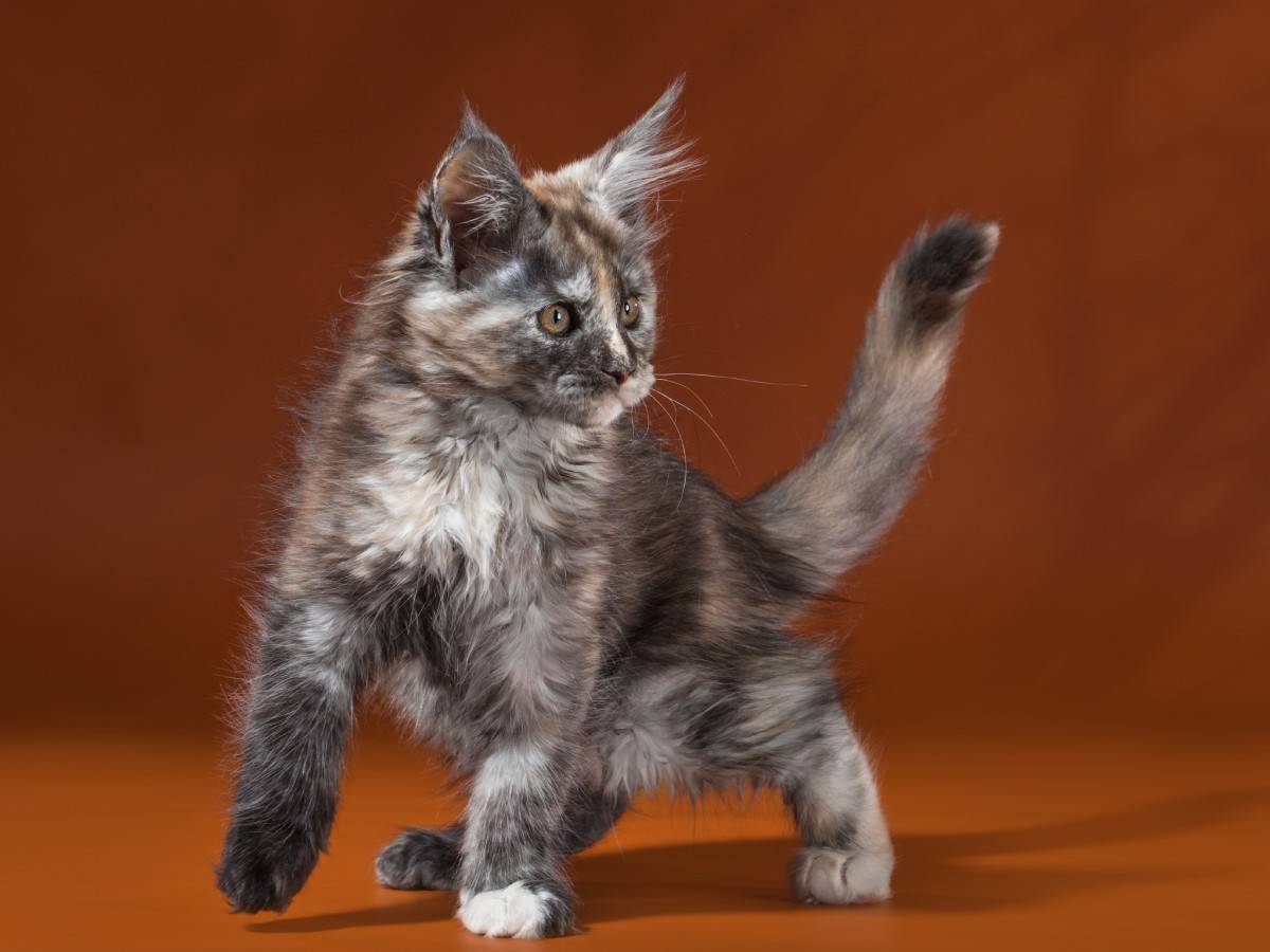 Порода мейн кун: фото кошек, окрас, кодировка ems