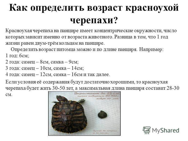 Сколько живут красноухие черепахи и как определить их возраст и пол - zverki.click - домашние животные