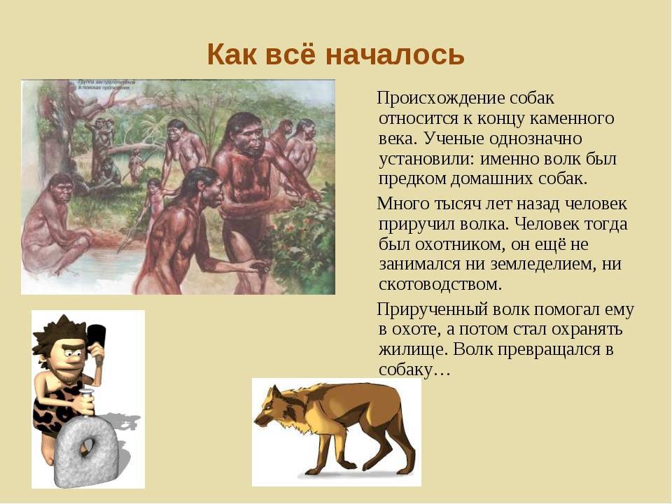 Происхождение первых пород собак
